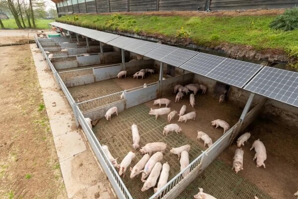 Revolutionaire varkensboerderijen van ZonVarken dier- boer- en klimaatvriendelijker